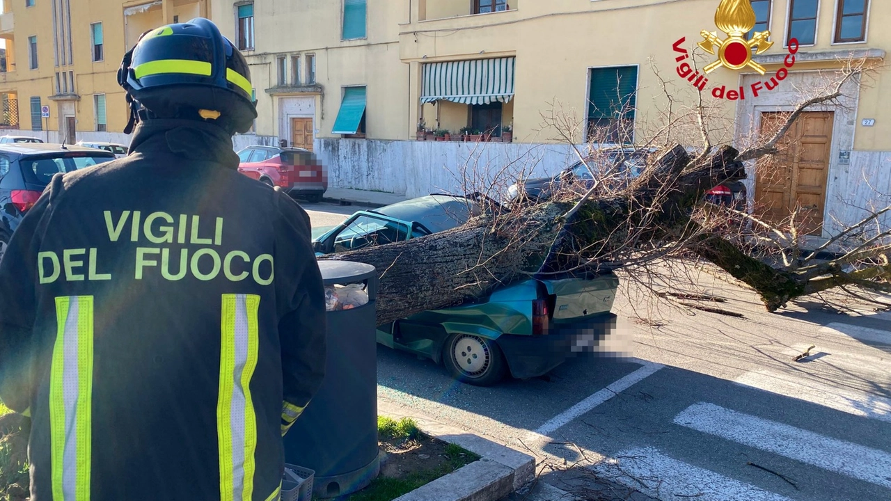 L'albero caduto a Fucecchio L'albero caduto a Fucecchio