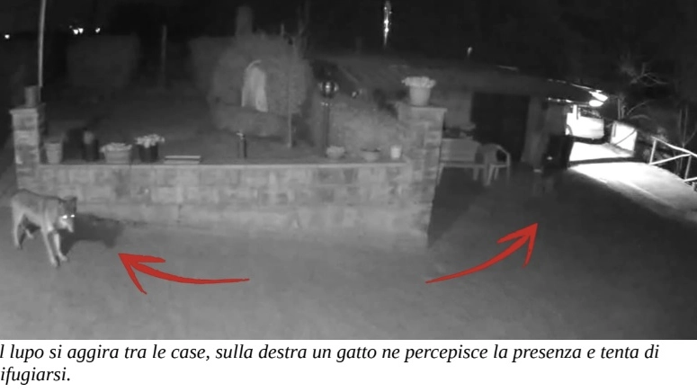 Il lupo alla ricerca del gatto Il lupo alla ricerca del gatto