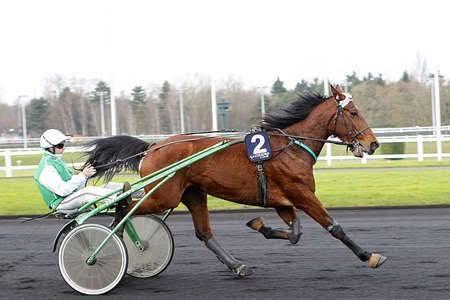 follonica cavallo stramazza al suolo e muore in pista