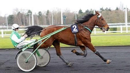 Il cavallo Fawley Buissonay in una foto postata dalla pagina Fb Horse-Angels ODV Il cavallo Fawley Buissonay in una foto postata dalla pagina Fb Horse-Angels ODV