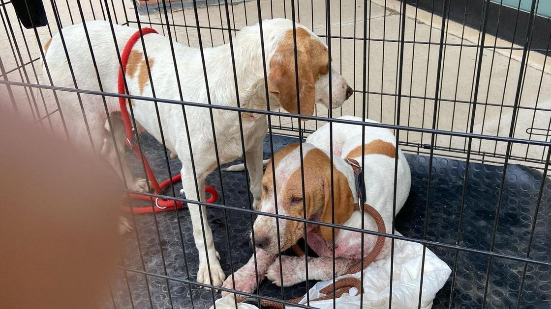 Cani abbandonati da Lanazione.it cani abbandonati scatta la denuncia