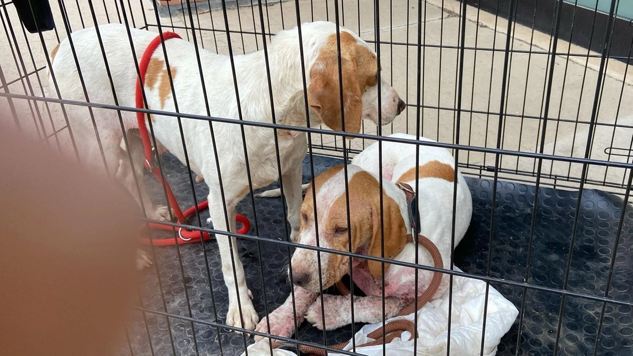 Quattro cani sono stati abbandonati in mezzo a una strada affamati, assetati, pieni di zecche. Soccorsi dai volontari di Anpana, ora sono al canile di Una Quattro cani sono stati abbandonati in mezzo a una strada affamati, assetati, pieni di zecche. Soccorsi dai volontari di Anpana, ora sono al canile di Una