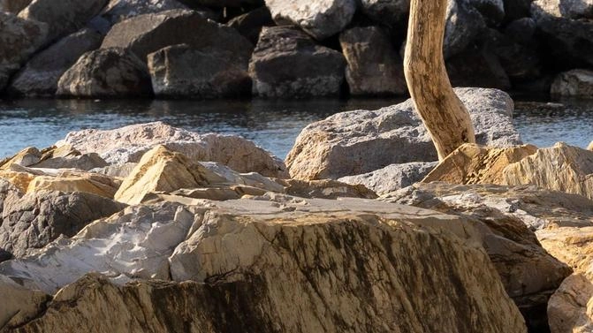 Completata la prima fase dei lavori alle dighe del porto turistico di Marina di Pisa. La motonave incaricata di eseguire... Completata la prima fase dei lavori alle dighe del porto turistico di Marina di Pisa. La motonave incaricata di eseguire...