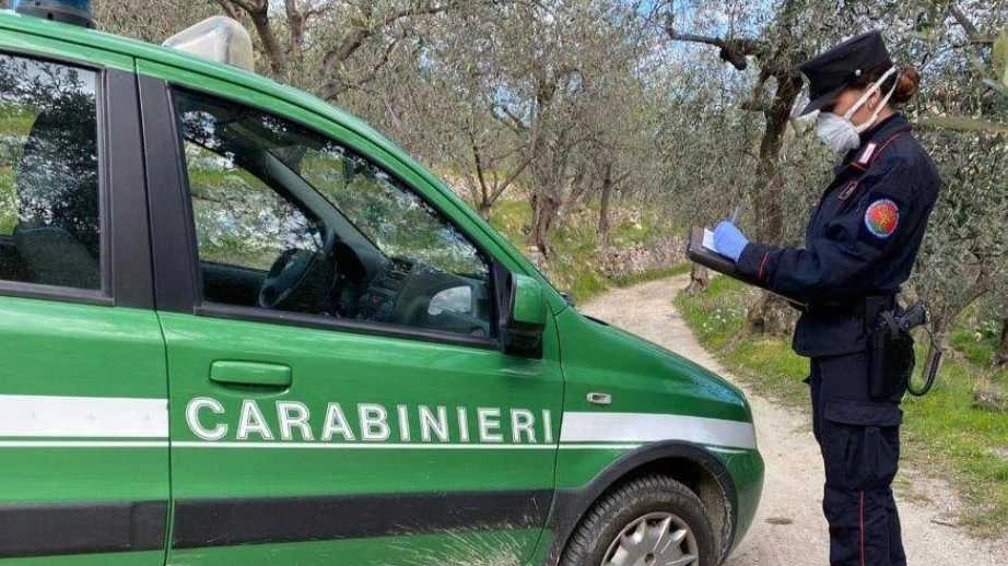 I Carabinieri Forestali in prima linea nell’organizzazione della "Befana della Biodiversità", una giornata speciale di educazione ambientale e solidarietà. Più... I Carabinieri Forestali in prima linea nell’organizzazione della "Befana della Biodiversità", una giornata speciale di educazione ambientale e solidarietà. Più...