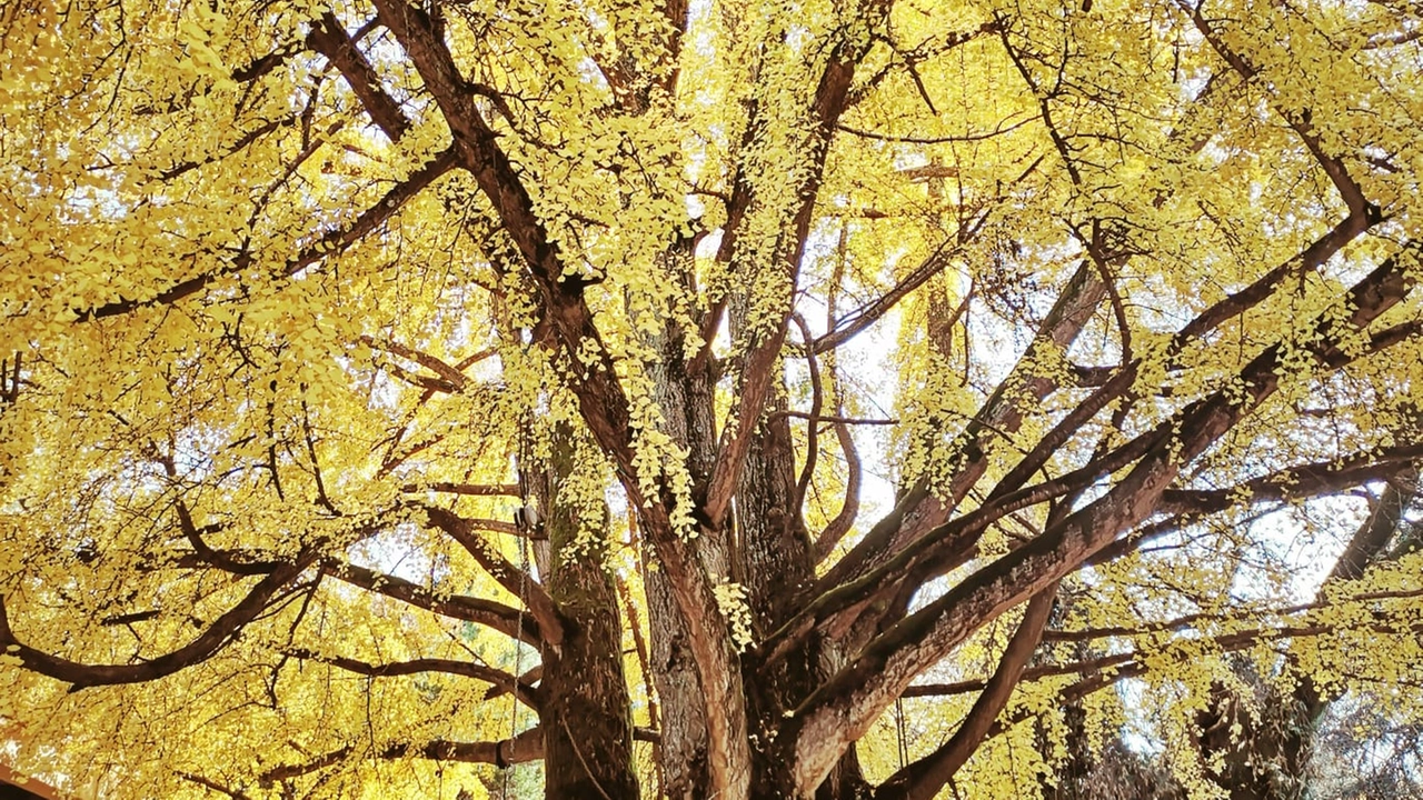 Il Gindko Biloba dell’Orto Botanico Il Gindko Biloba dell’Orto Botanico
