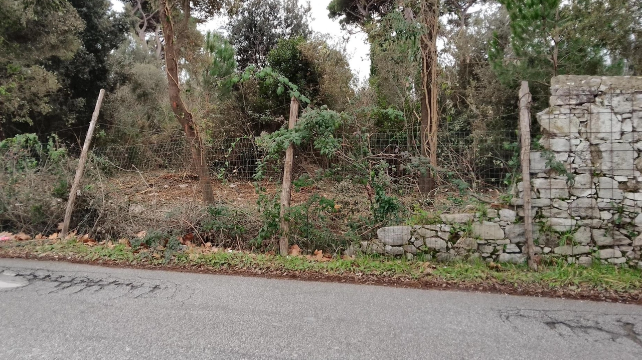 Per la caduta di un ramo è crollata una porzione, l’ennesima, del muro settecentesco che abbraccia la Villa Borbone. Quello... Per la caduta di un ramo è crollata una porzione, l’ennesima, del muro settecentesco che abbraccia la Villa Borbone. Quello...