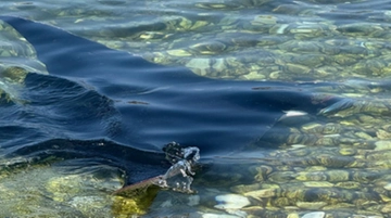 Manta o razza? Come riconoscere i pesci che popolano i nostri mari: le differenze
