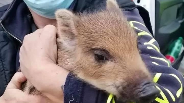 Un cucciolo di cinghiale salvato dai volontari di Vega Soccorso sempre in prima linea per il recupero della fauna selvatica