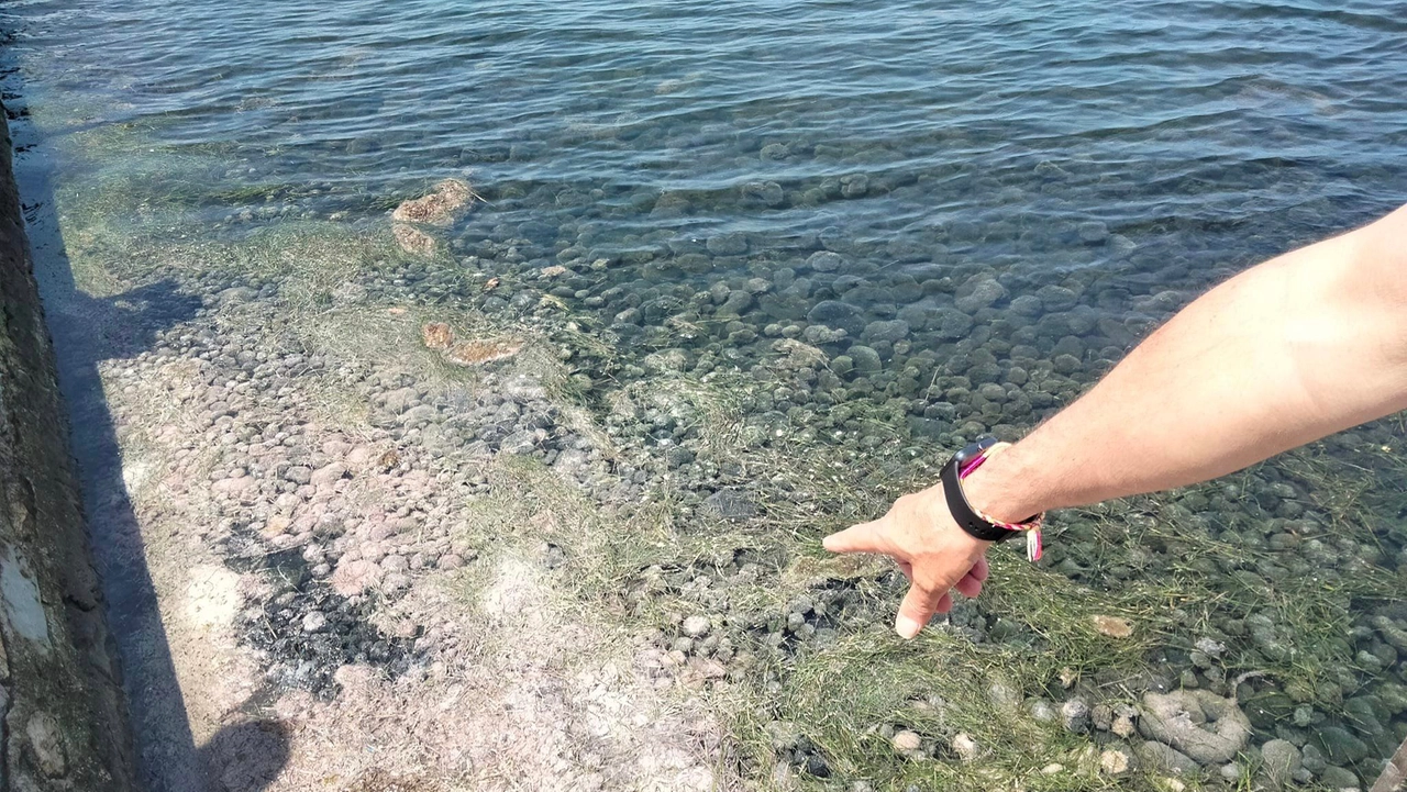 Alghe sulla riva della Laguna di Orbetello Alghe sulla riva della Laguna di Orbetello