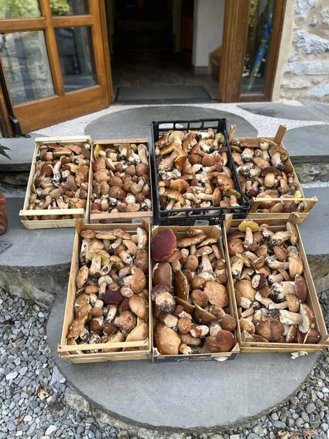 Tutti pazzi per i funghi porcini, Valle del Serchio e Garfagnana invase da cercatori Tutti pazzi per i funghi porcini, Valle del Serchio e Garfagnana invase da cercatori