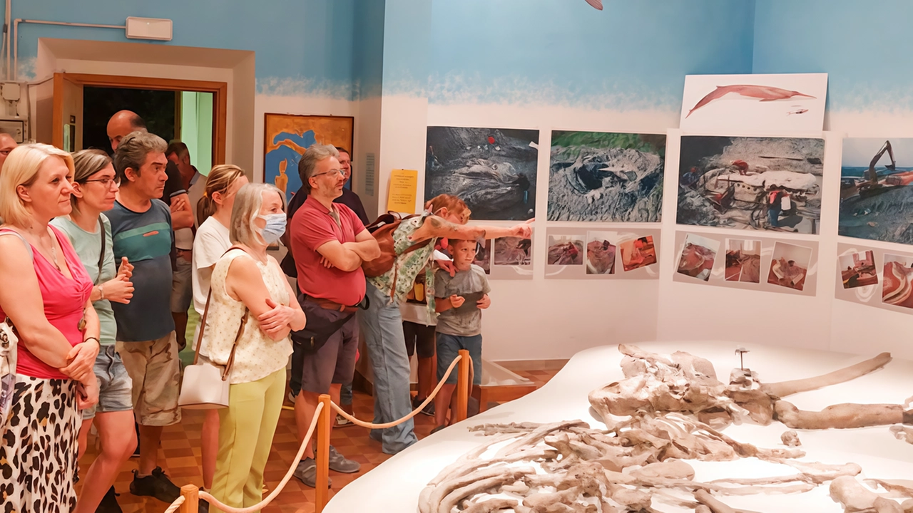 Il museo di Scandicci apre le porte per visite guidate condotte dal paleontologo Michelangelo Bisconti. Un'opportunità unica per scoprire il patrimonio culturale e paleontologico della zona, con prenotazione obbligatoria. Il museo di Scandicci apre le porte per visite guidate condotte dal paleontologo Michelangelo Bisconti. Un'opportunità unica per scoprire il patrimonio culturale e paleontologico della zona, con prenotazione obbligatoria.