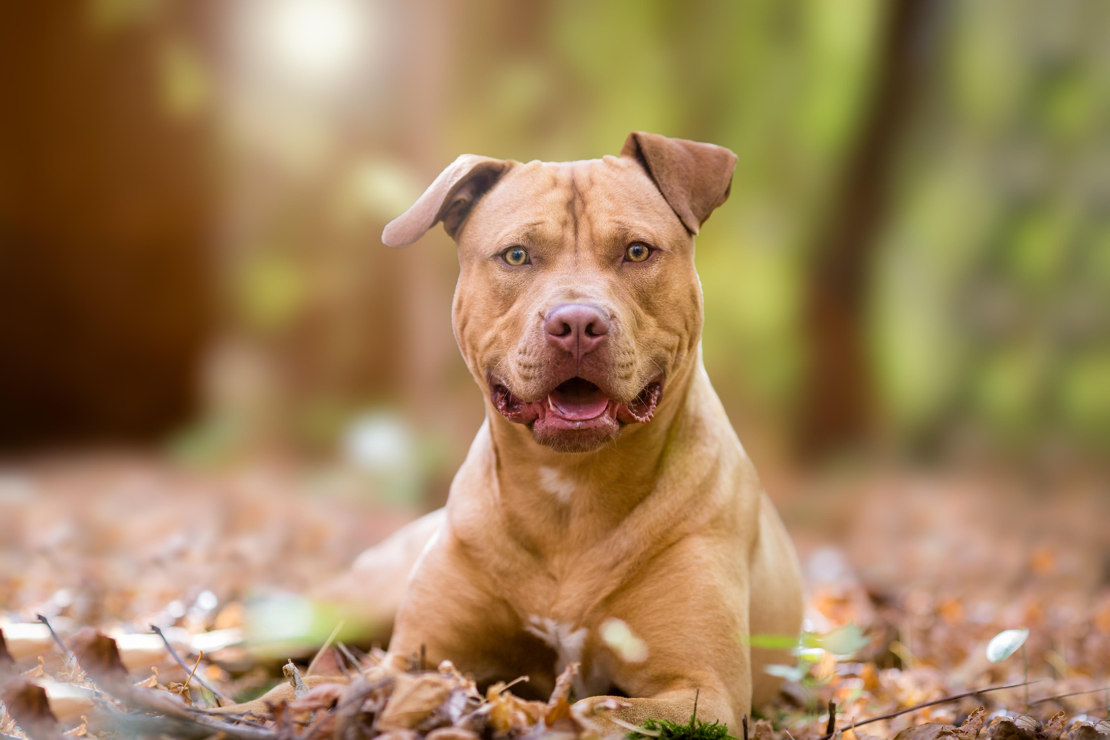 Bimbi morsi dai cani, l’esperto: “Diseducativo postare foto in cui dormono insieme” Bimbi morsi dai cani, l’esperto: “Diseducativo postare foto in cui dormono insieme”