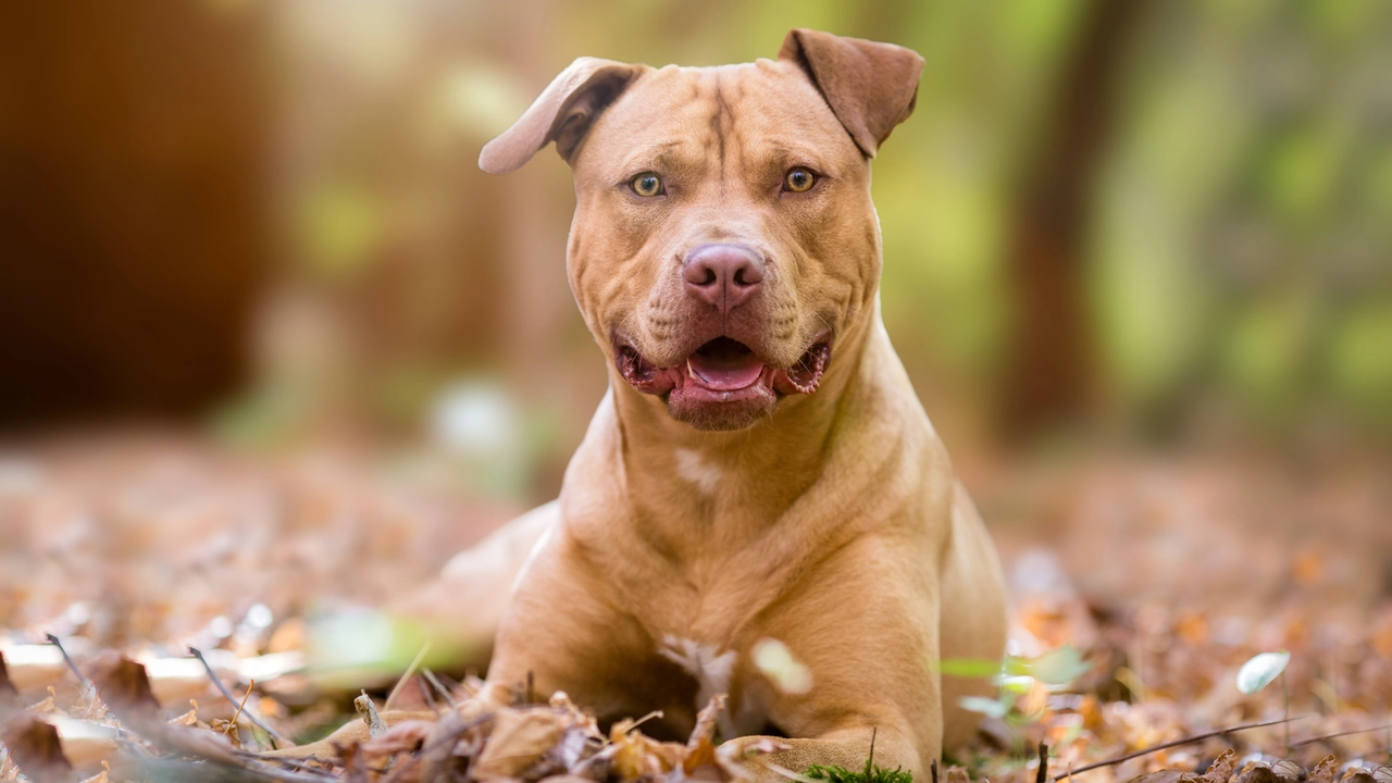 Un esemplare di pitbull (Foto generica) Un esemplare di pitbull (Foto generica)