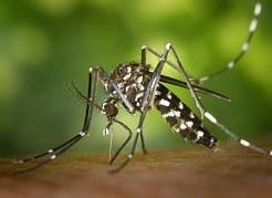 https://www.lanazione.it/image-service/view/acePublic/alias/contentid/YmIxOTZlMDgtMjFiNy00/0/sul-caso-di-febbre-west-nile-lasl-conferma-non-ci-sono-focolai.jpeg