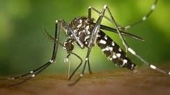 E’ stata emessa un’ordinanza precauzionale con le buone pratiche da seguire per evitare ristagni d’acqua e ridurre la presenza di zanzare