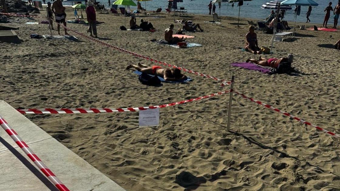 Un nido di Caretta caretta. Falso allarme a San Terenzo