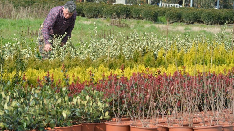 Fra Coldiretti e Avi resta alta la tensione sul tema dell’uso del glifosato Fra Coldiretti e Avi resta alta la tensione sul tema dell’uso del glifosato