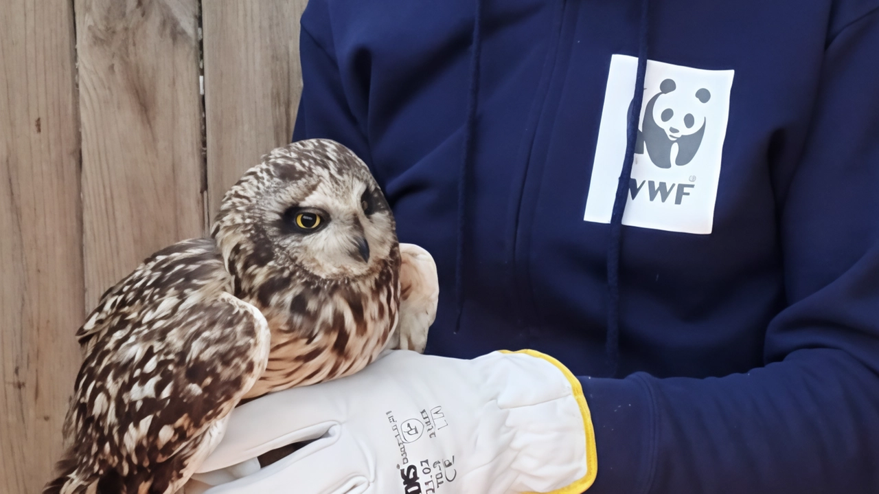 Il gufo di palude trovato ferito in mare. da alcuni pescatori. Ora è stato. affidato alle cure del centro di recupero del Wwf a Ronchi