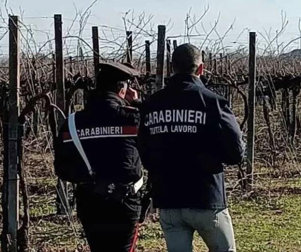 caporalato e lavoro nero scatta blitz in un vivaio sanzione da 20mila euro