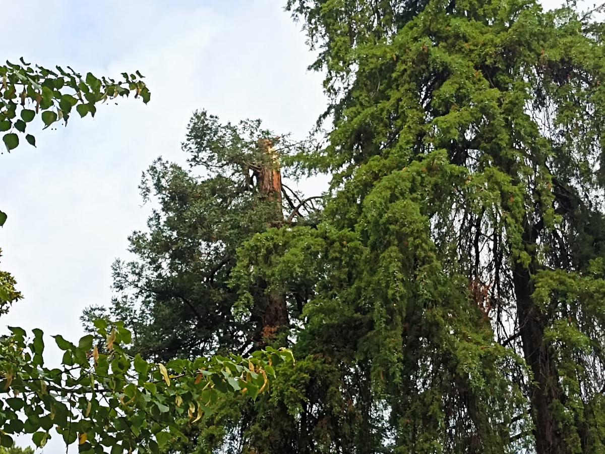 la storica sequoia 173enne dell8217orto botanico decapitata dalla bufera