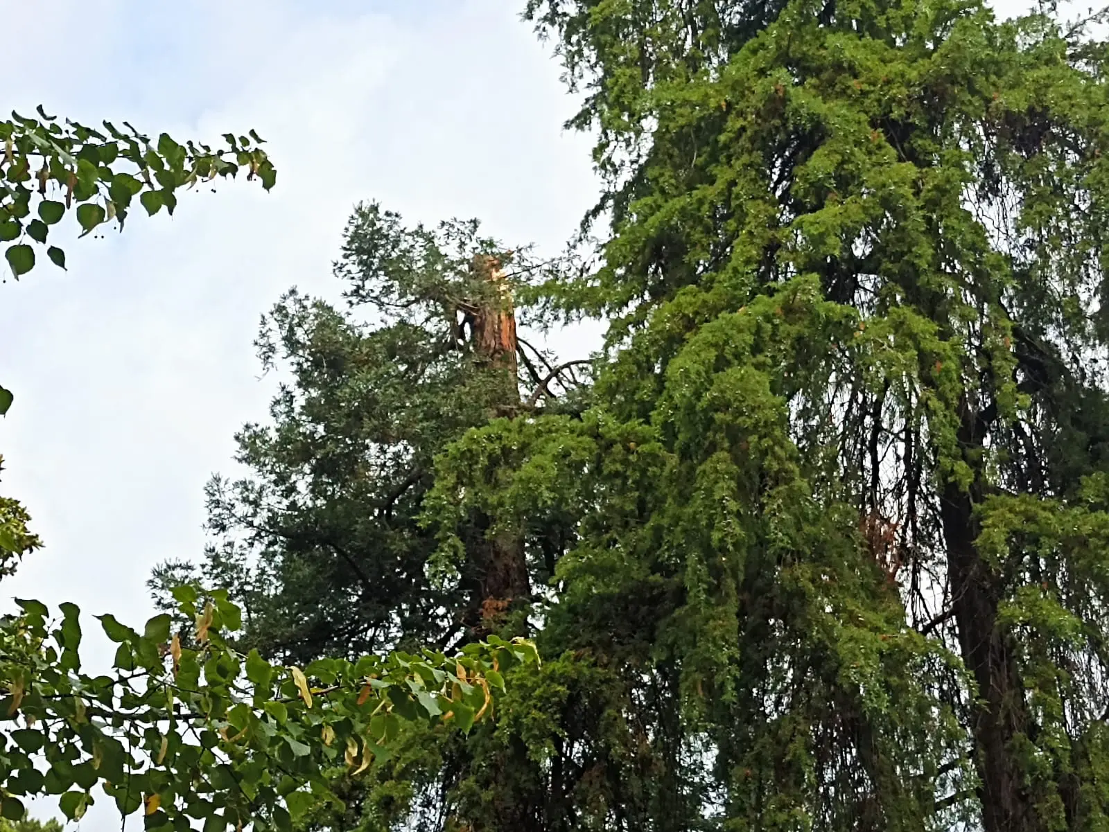 La storica sequoia 173enne dell’Orto botanico decapitata dalla bufera