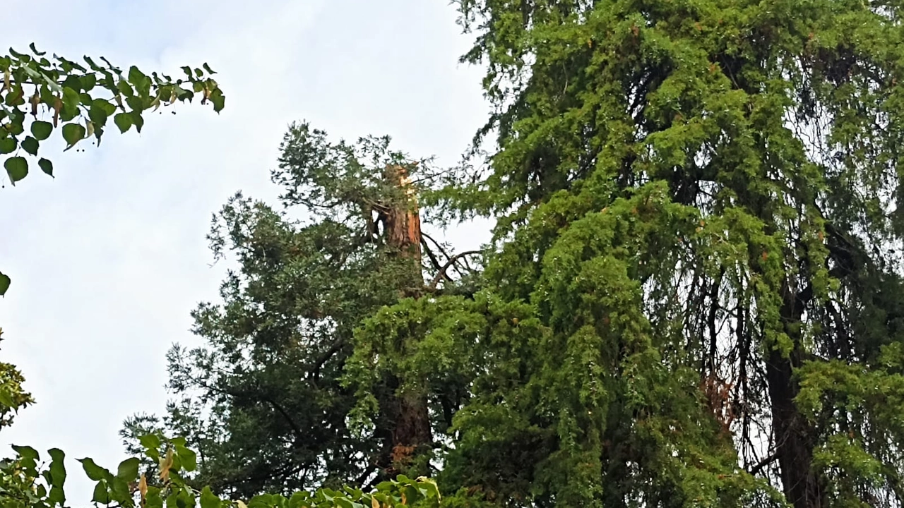 La storica sequoia 173enne dell’Orto botanico decapitata dalla bufera