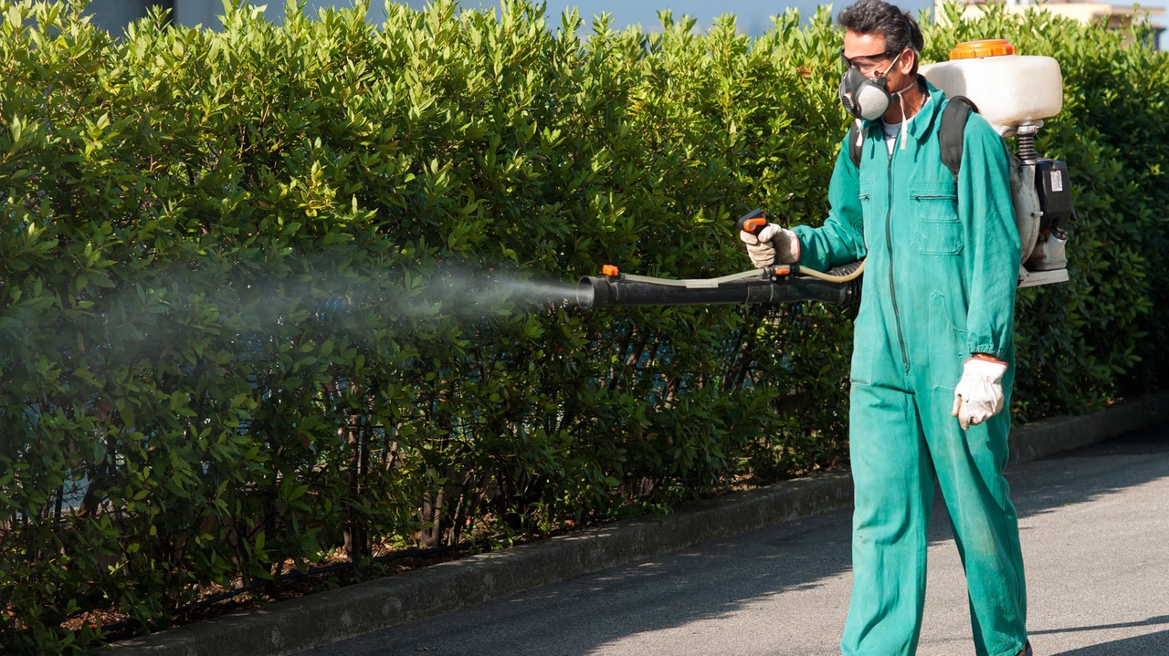 Allarme Dengue a Rapolano: al via da oggi a Serre la disinfestazione Allarme Dengue a Rapolano: al via da oggi a Serre la disinfestazione