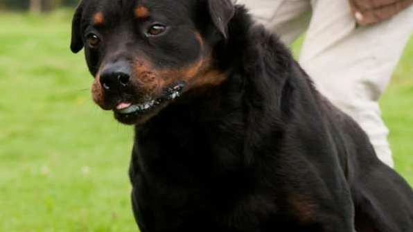L’accusa nei confronti della padrona del cane è di aver agito agito «con negligenza, imprudenza, consistita nell’omissione delle necessarie cautele nella custodia del cane, il quale, lasciato libero e senza museruola, aggrediva e mordeva» la donna. La prognosi per la vittima dell’agguato era stata di sette giorni L’accusa nei confronti della padrona del cane è di aver agito agito «con negligenza, imprudenza, consistita nell’omissione delle necessarie cautele nella custodia del cane, il quale, lasciato libero e senza museruola, aggrediva e mordeva» la donna. La prognosi per la vittima dell’agguato era stata di sette giorni