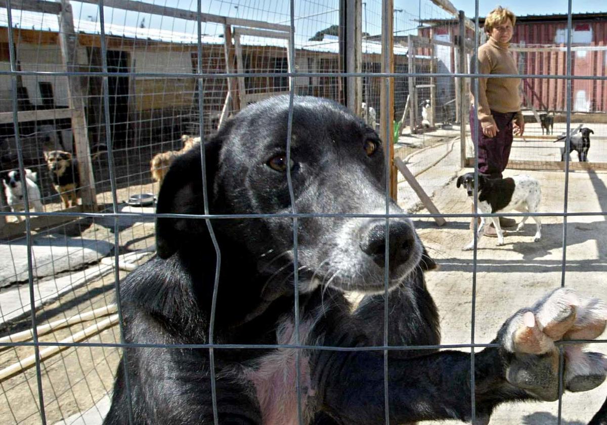 Il caso in tribunale. Randagi, stalli e staffette. Affari sui cani abbandonati