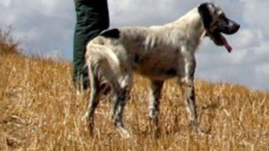Filattiera, domenica due squadre porteranno avanti le operazioni con i cani Filattiera, domenica due squadre porteranno avanti le operazioni con i cani