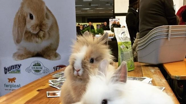 Domenica con la nuova edizione del Salone Nazionale degli Animali Esotici e da Compagnia che dopo la partenza di ieri... Domenica con la nuova edizione del Salone Nazionale degli Animali Esotici e da Compagnia che dopo la partenza di ieri...
