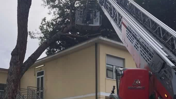 I vigili del fuoco intervenuti per la rimozione del pino caduto sulla scuola elementare "Tobino" in via Lenci a Viareggio I vigili del fuoco intervenuti per la rimozione del pino caduto sulla scuola elementare "Tobino" in via Lenci a Viareggio