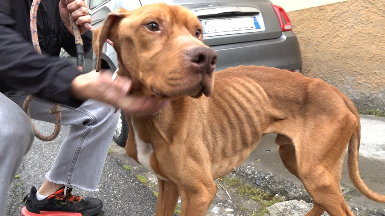 I carabinieri hanno trovato il cane magrissimo e costretto a vivere in uno spazio piccolissimo I carabinieri hanno trovato il cane magrissimo e costretto a vivere in uno spazio piccolissimo