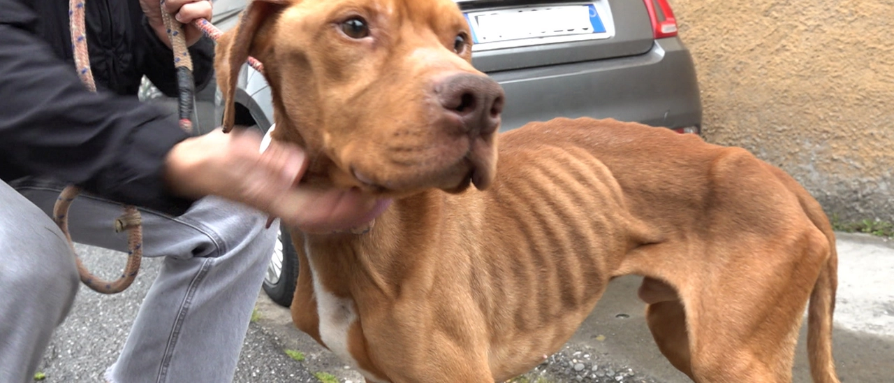 Hulk, cane maltrattato e denutrito: i carabinieri lo salvano