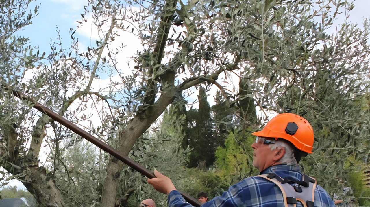 Le olive hanno sofferto la siccità con conseguente crescita stentata o addirittura. cascola delle stesse un fenomeno che si è accentuato nei terreni meno profondi o con esposizioni sfavorevoli Le olive hanno sofferto la siccità con conseguente crescita stentata o addirittura. cascola delle stesse un fenomeno che si è accentuato nei terreni meno profondi o con esposizioni sfavorevoli