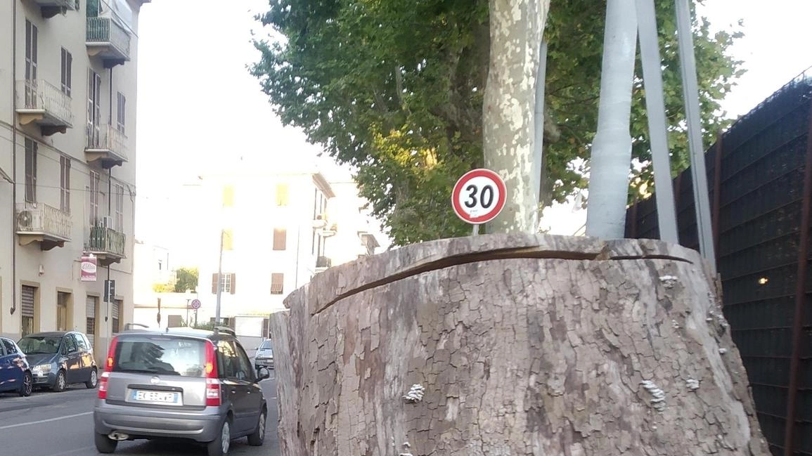 Uno dei platani sacrificati lungo viale San Bartolomeo