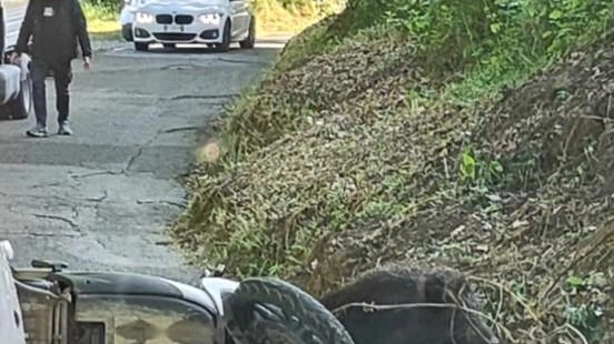 L’incidente di ieri mattina in via di Castelpulci dove un cinghiale ha investito un 24enne in sella allo scooter: il ragazzo è caduto a terra e ha sbattuto la testa sull’asfalto L’incidente di ieri mattina in via di Castelpulci dove un cinghiale ha investito un 24enne in sella allo scooter: il ragazzo è caduto a terra e ha sbattuto la testa sull’asfalto