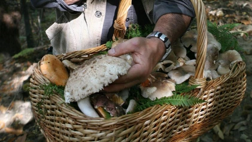Un cercatore di funghi Un cercatore di funghi