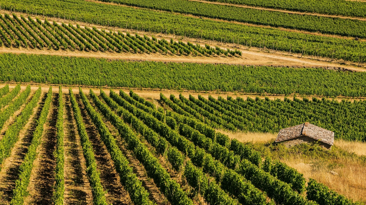 Il resort immerso nel Chianti conferma l’impegno per la comunità locale Il resort immerso nel Chianti conferma l’impegno per la comunità locale