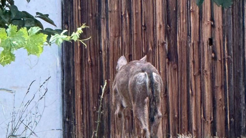 Si moltiplicano le testimonianze sui lupi a Pontenuovo. Si tratta di avvistamenti frequenti, quotidiani, di incursioni nei giardini delle case,... Si moltiplicano le testimonianze sui lupi a Pontenuovo. Si tratta di avvistamenti frequenti, quotidiani, di incursioni nei giardini delle case,...