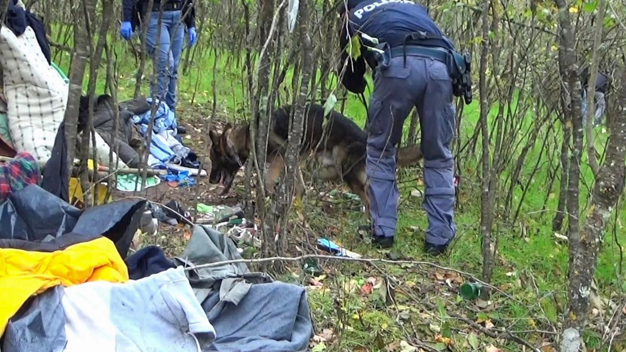 Operazione di polizia a Orvieto smantella due aree di spaccio nei boschi. Sequestrati materiali e arrestati sospetti. Importante successo nella lotta alla droga. Operazione di polizia a Orvieto smantella due aree di spaccio nei boschi. Sequestrati materiali e arrestati sospetti. Importante successo nella lotta alla droga.