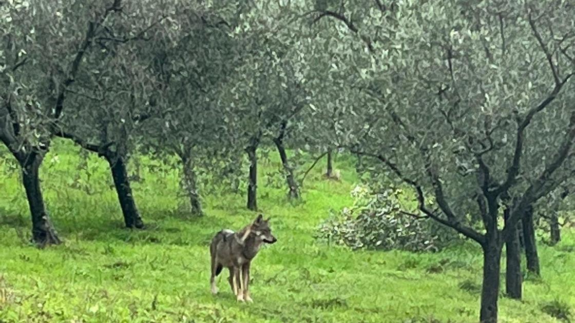 Nuovi avvistamenti di lupi. I consigli: evitare di lasciare cibo fuori Nuovi avvistamenti di lupi. I consigli: evitare di lasciare cibo fuori