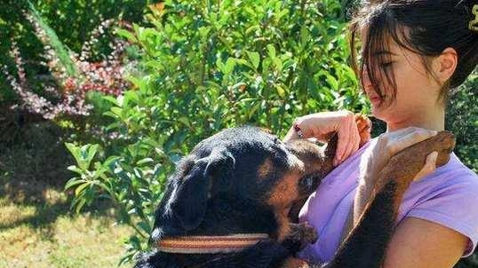 Un. esemplare di razza Rottweiler come quello. protagonista dell’aggressione: la donna, azzannata al viso,. ha perso molto sangue Un. esemplare di razza Rottweiler come quello. protagonista dell’aggressione: la donna, azzannata al viso,. ha perso molto sangue
