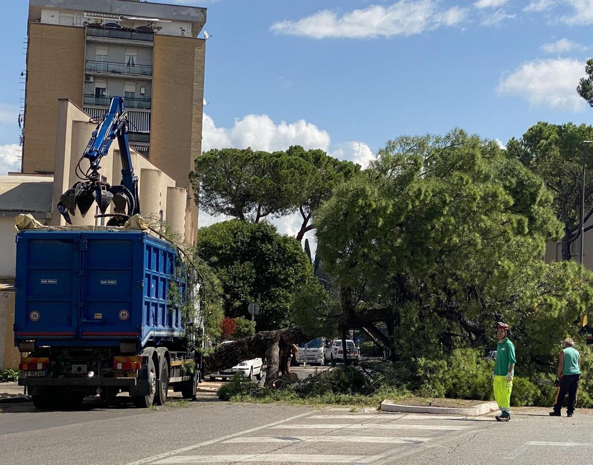 “No“ al taglio degli alberi al parco. Esposti a Procura e Corte dei Conti “No“ al taglio degli alberi al parco. Esposti a Procura e Corte dei Conti