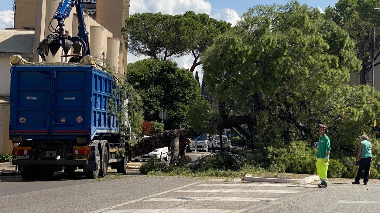 Taglio degli alberi in via Di Vittorio Taglio degli alberi in via Di Vittorio