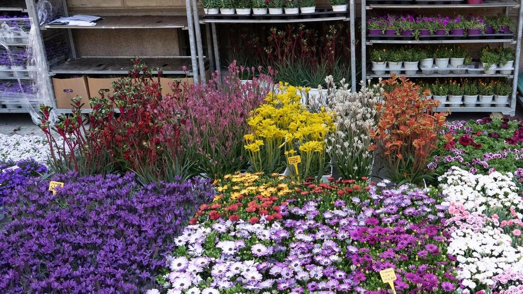 Il mercato dei fiori in programma per sabato è stato rinviato al 10 maggio. L’evento si terrà nel centro storico Il mercato dei fiori in programma per sabato è stato rinviato al 10 maggio. L’evento si terrà nel centro storico