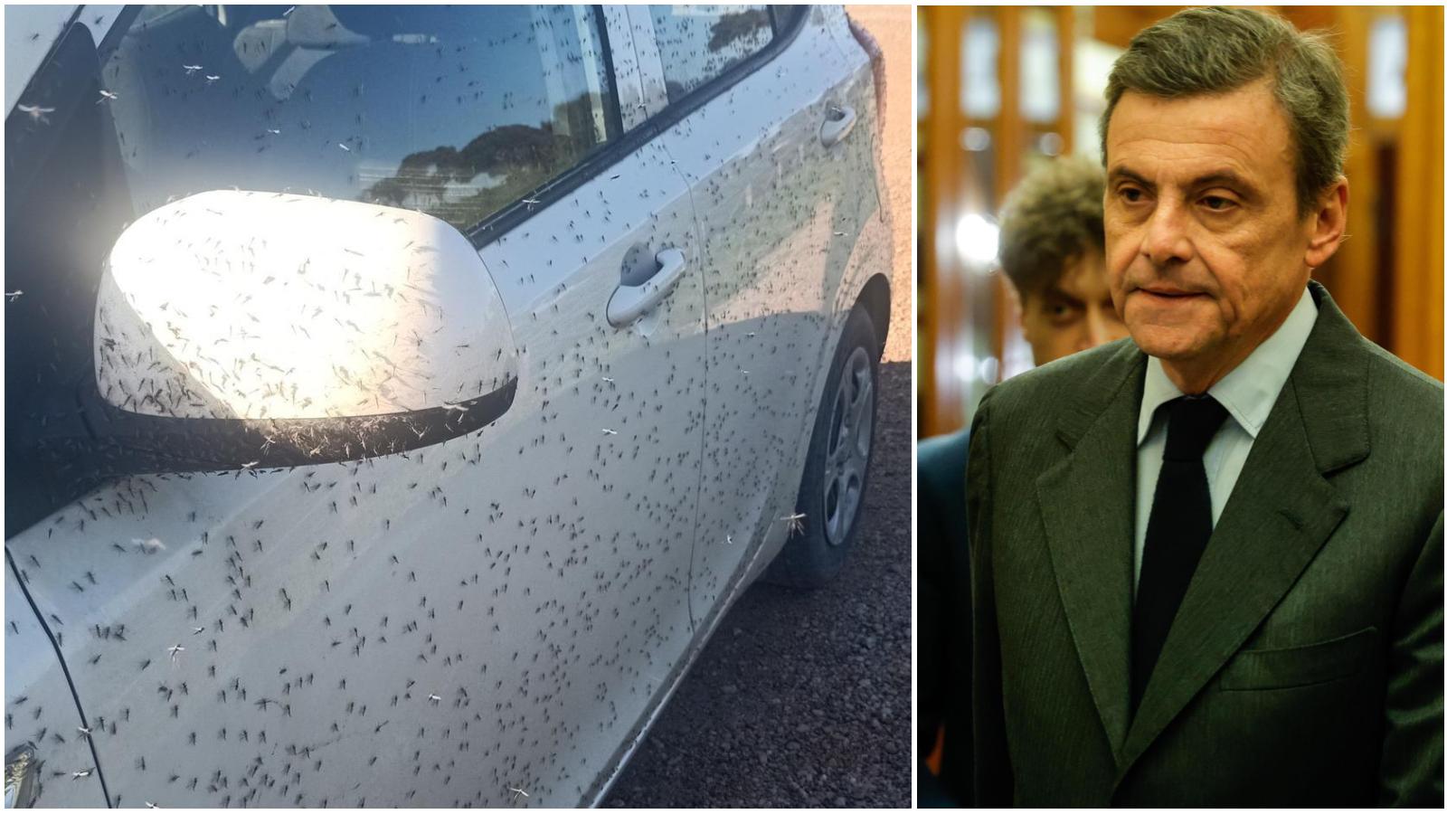 moscerini a orbetello scende in campo anche calenda serve un commissario da Lanazione.it moscerini a orbetello scende in campo anche calenda serve un commissario