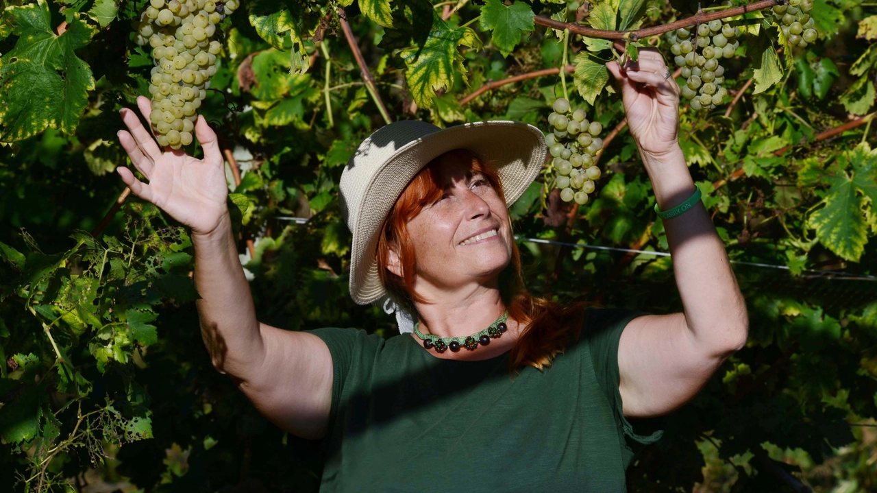 vendemmia