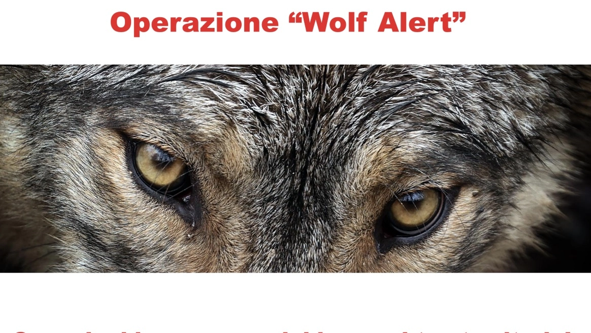 La locandina con il quale il Comitato “Emergenza lupo – Arezzo” lancia la campagna “Wolf Alert” La locandina con il quale il Comitato “Emergenza lupo – Arezzo” lancia la campagna “Wolf Alert”