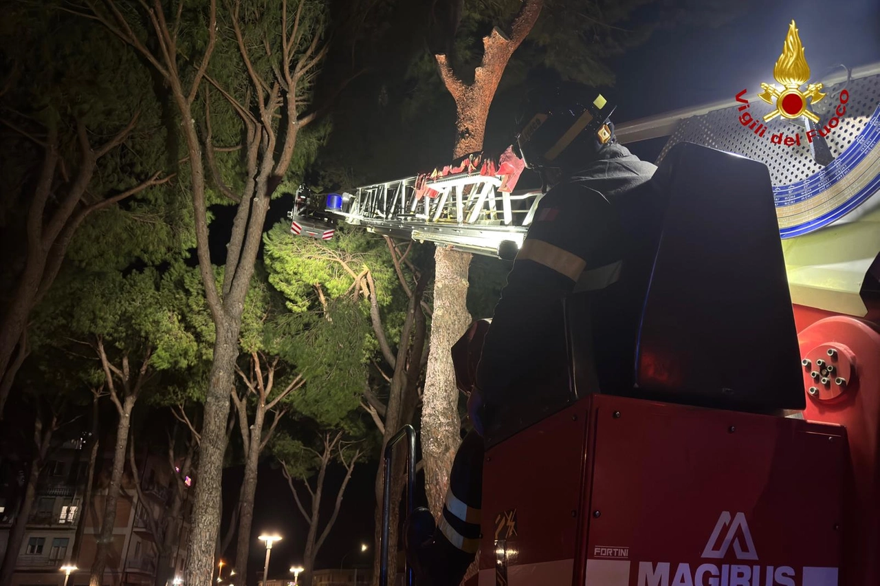 Forti raffiche di vento nel Grossetano, i vigili del fuoco al lavoro per la messa in sicurezza dei rami